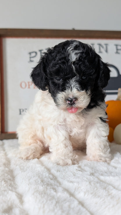 MINI POODLE (09/12) FEMALE