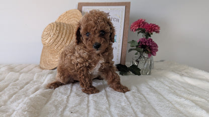 MINI POODLE (06/29) FEMALE