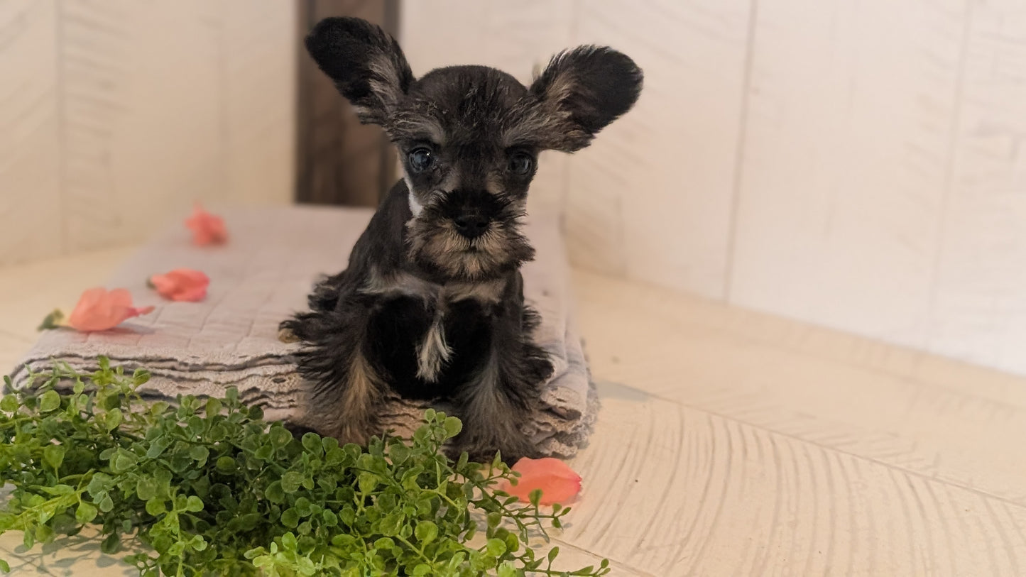 MINI SCHNAUZER (FEB 15) FEMALES