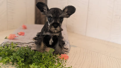 MINI SCHNAUZER (FEB 15) FEMALES