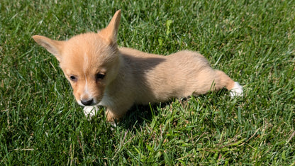 CORGI (07/10) FEMALE