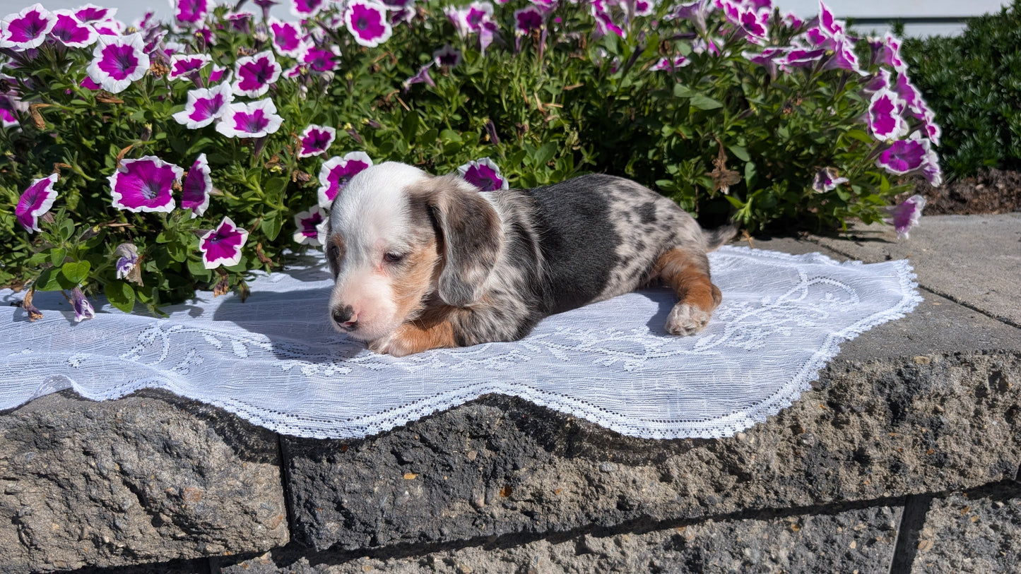 MINI DACHSHUND (08/19) FEMALE