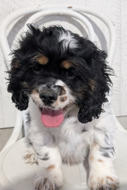 COCKER SPANIEL (09/19) MALE