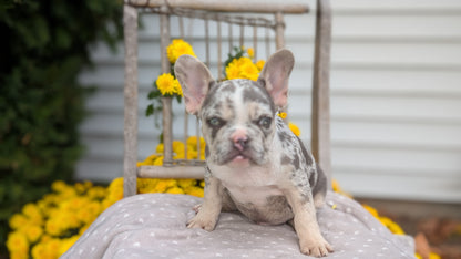 FRENCH BULLDOG (07/29) MALE