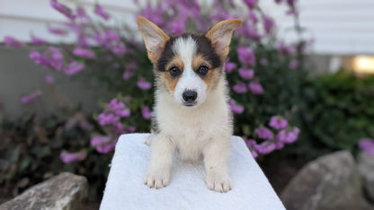CORGI (JUN 08) MALES