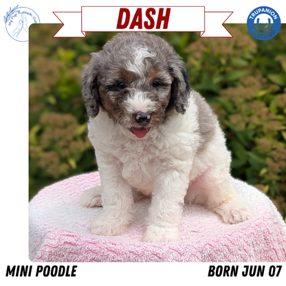 MINI POODLE (06/07) MALE