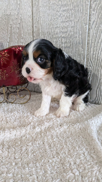 CAVALIER (09/12) MALE