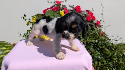 COCKER SPANIEL (07/16) FEMALE