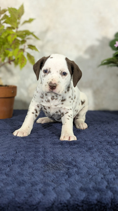 DALMATIAN (02/14) FEMALE