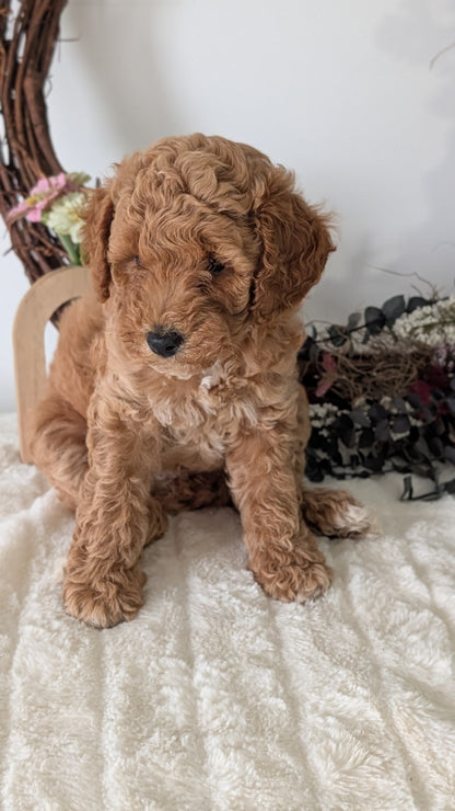 MINI POODLE (JUN 01) FEMALES