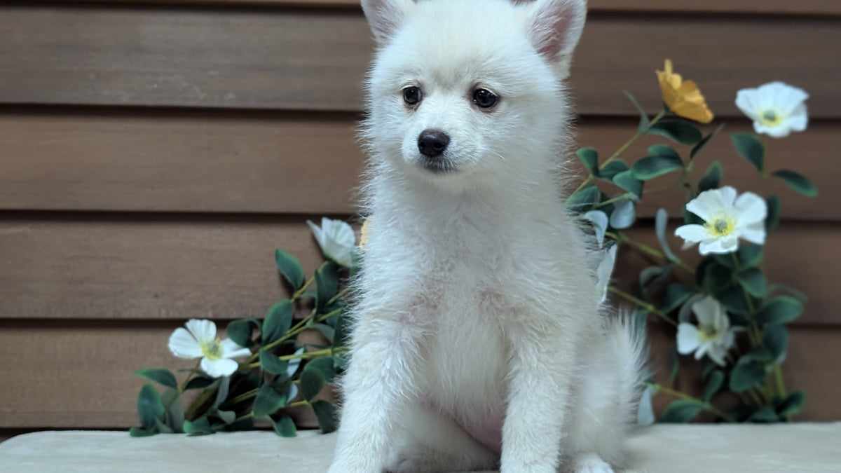 POMSKY (JUL 03) 1 MALE/3 FEMALES