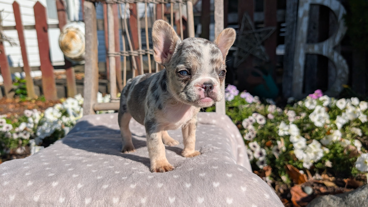 FRENCH BULLDOG (07/29) FEMALE
