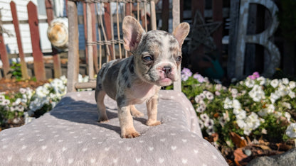 FRENCH BULLDOG (07/29) FEMALE