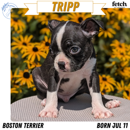 BOSTON TERRIER (JUL 11) 4 FEMALES/4 MALES