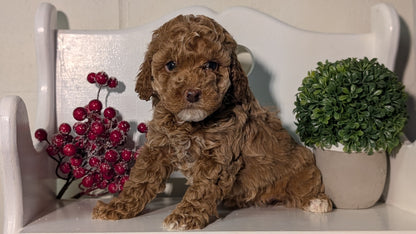 MINI POODLE (NOV 18) FEMALES