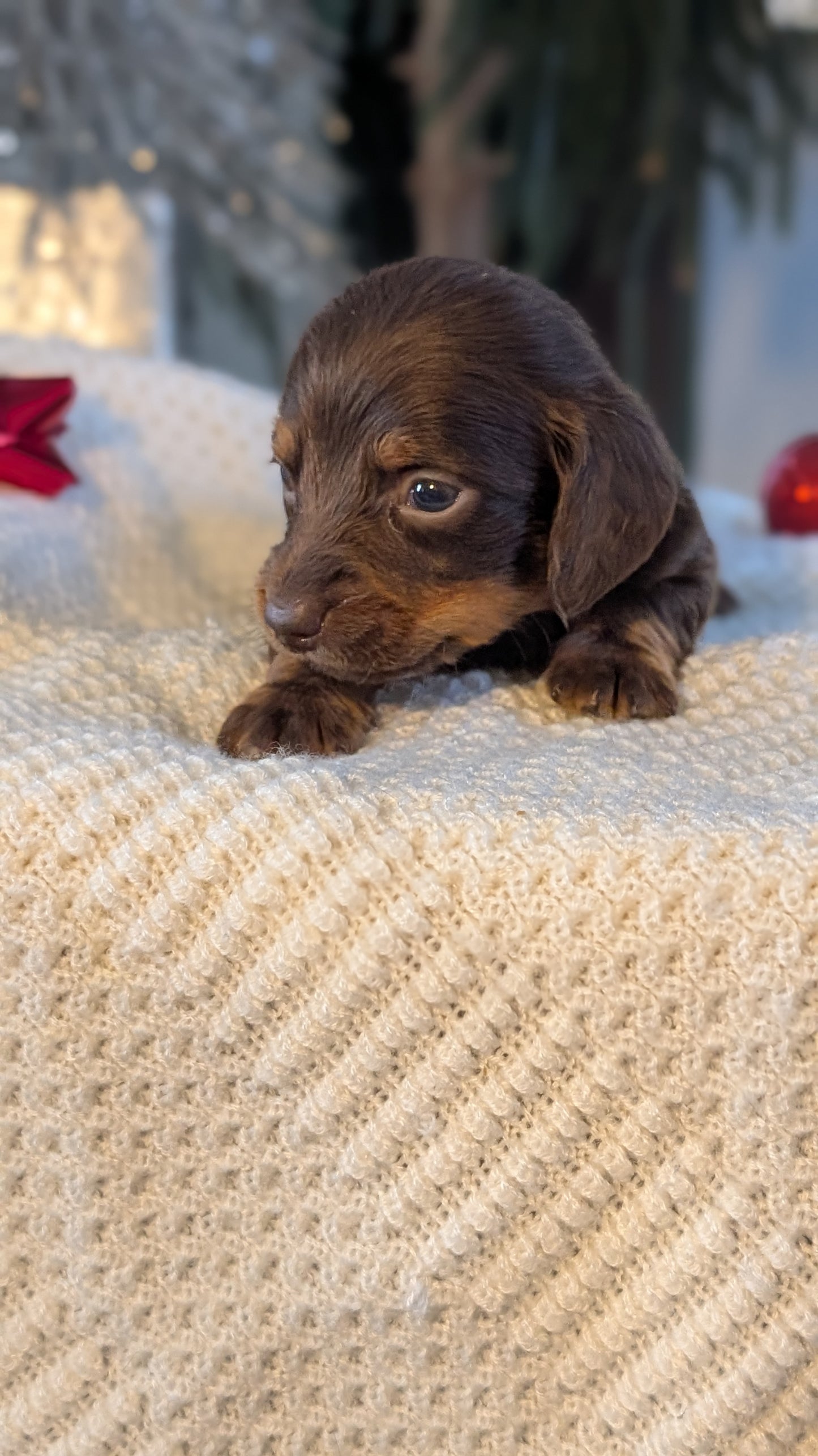 MINI DACHSHUND (NOV 16) MALES