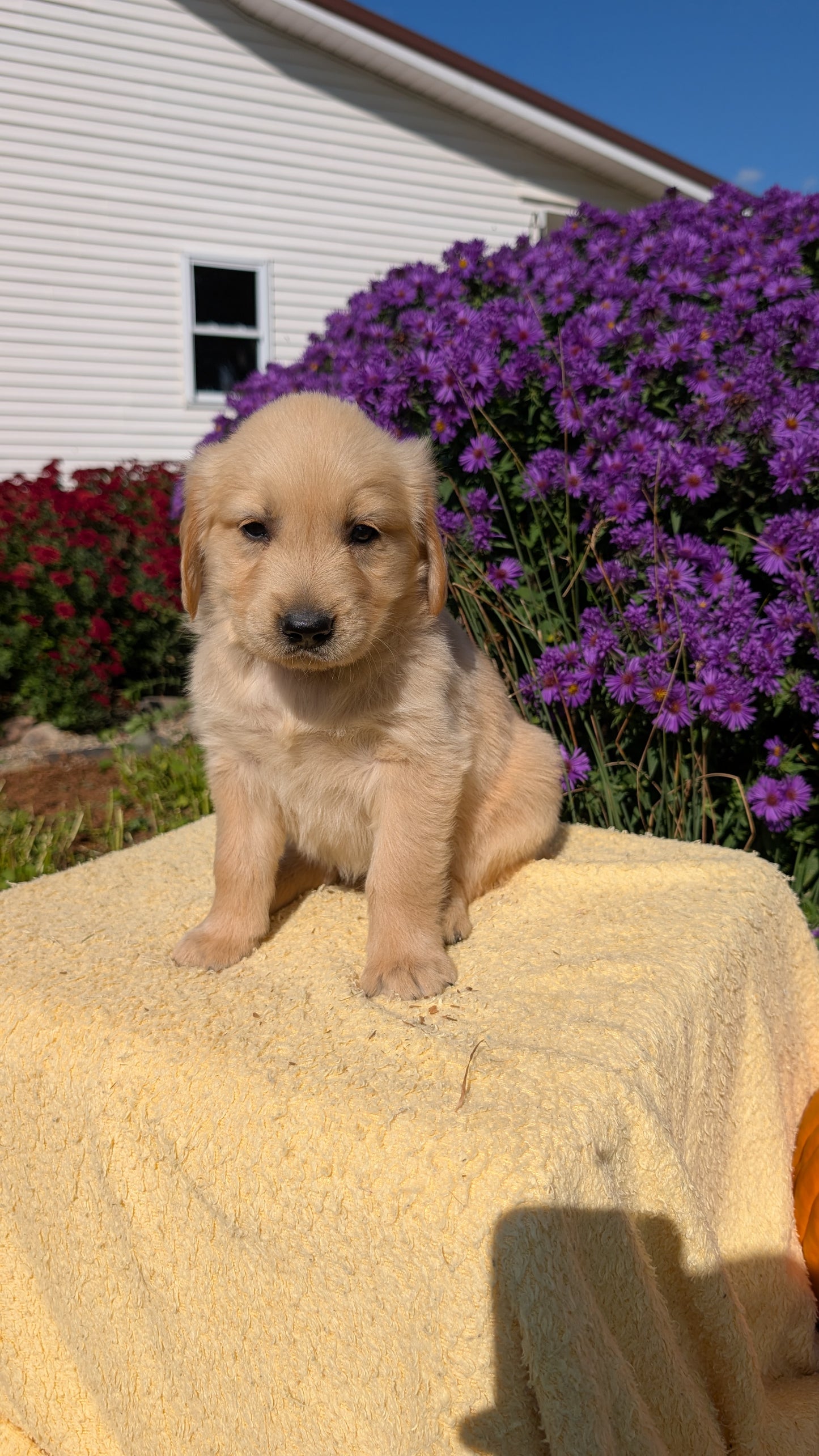 GOLDEN RETRIEVER (08/14) FEMALE