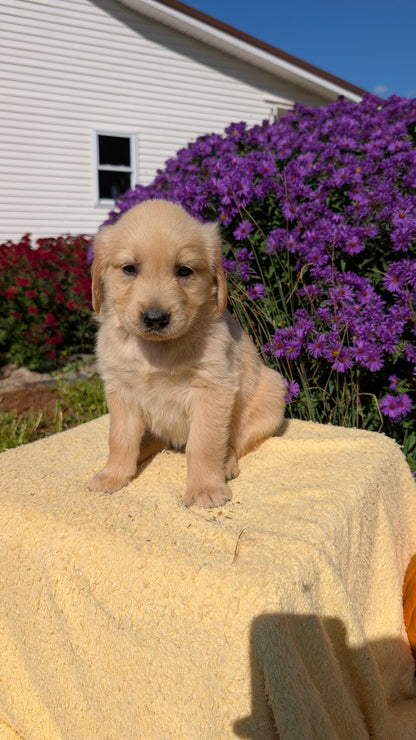 GOLDEN RETRIEVER (08/14) FEMALE