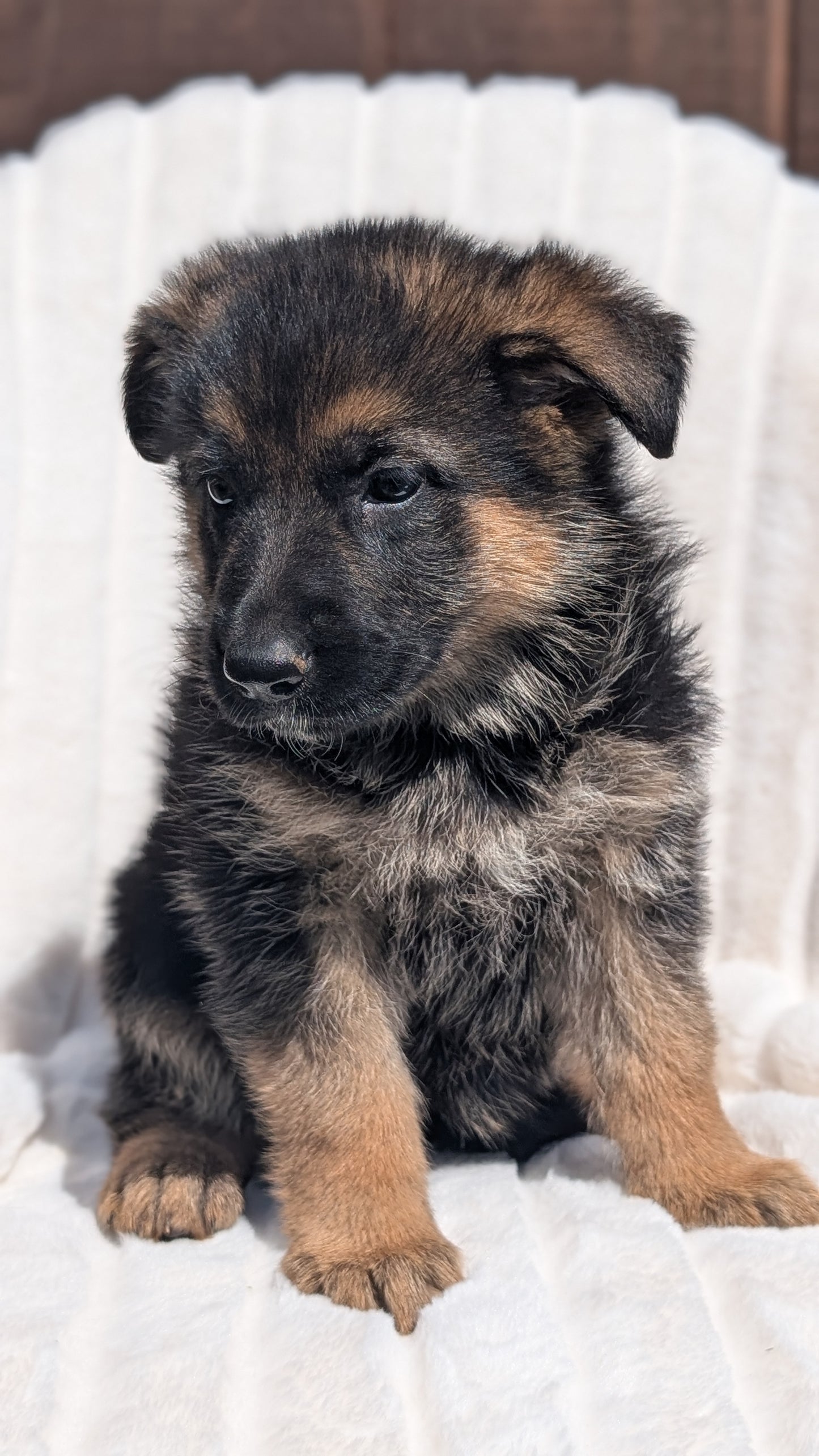 GERMAN SHEPHERD (MAR 28) FEMALE