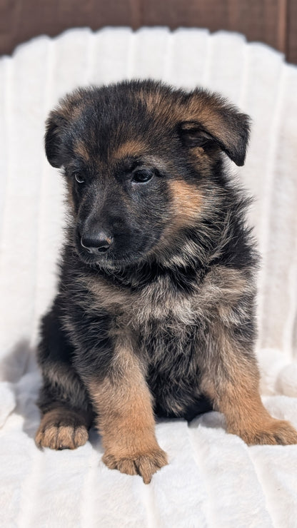 GERMAN SHEPHERD (MAR 28) FEMALE