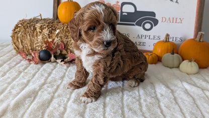MINI GOLDENDOODLE (09/21) MALE