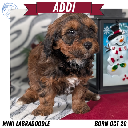 MINI LABRADOODLE (OCT 20) FEMALES