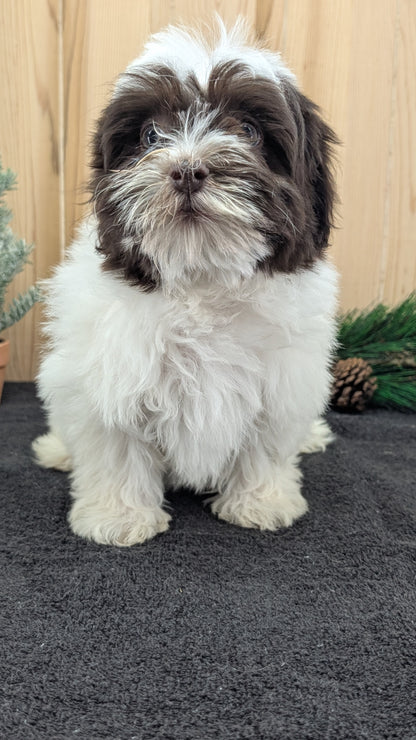 HAVANESE (09/13) FEMALE