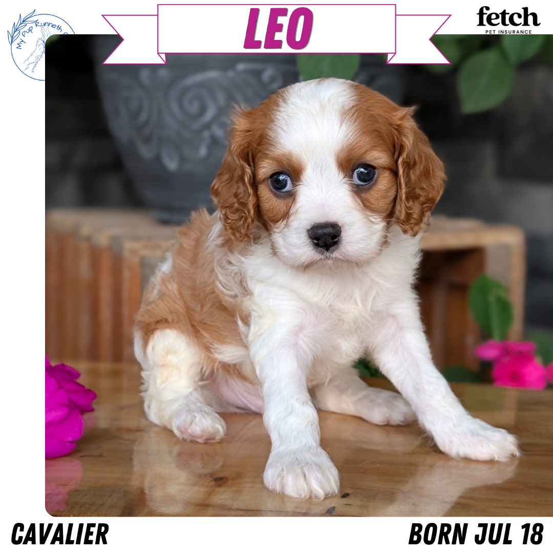 CAVALIER (JUL 18) 3 FEMALES/2 MALES