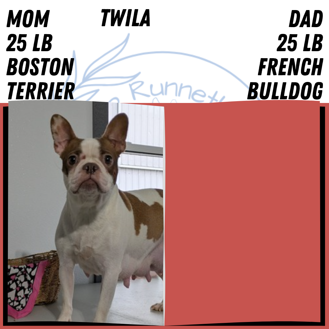 FRENCHTON (JUL 14) 2 MALES/1 FEMALE