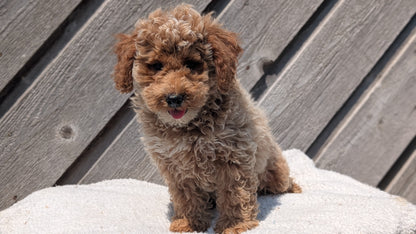 MINI POODLE (MAY 12) MALES