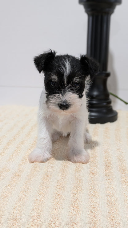 MINI SCHNAUZER (02/18) FEMALE