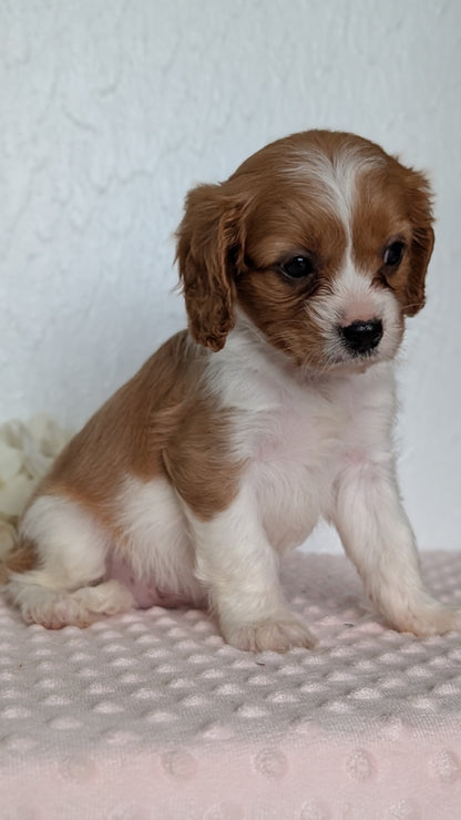 CAVAPOO (APR 02) FEMALE