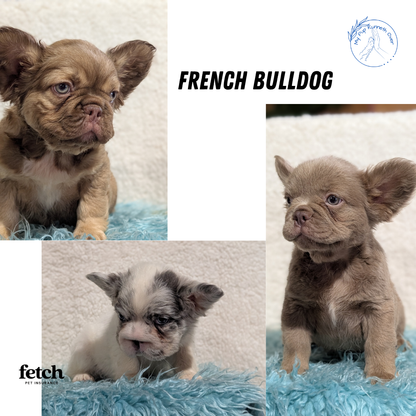 FRENCH BULLDOG (JUN 06) MALES