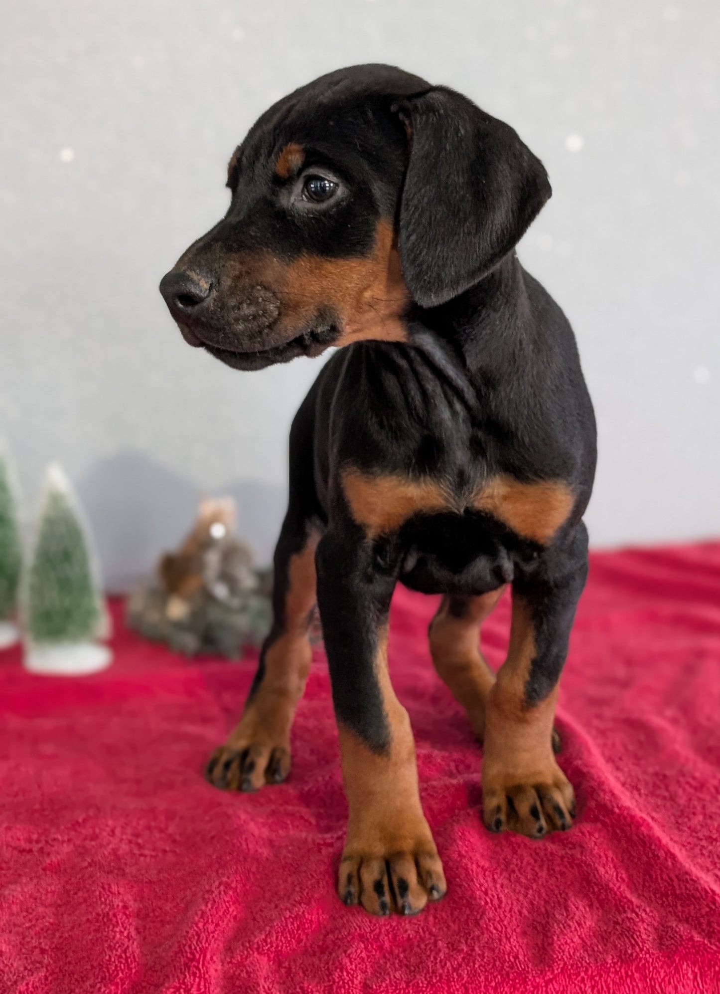 DOBERMAN PINSCHER (OCT 17) FEMALES
