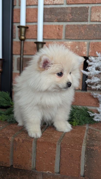 POMSKY (NOV 15) FEMALE