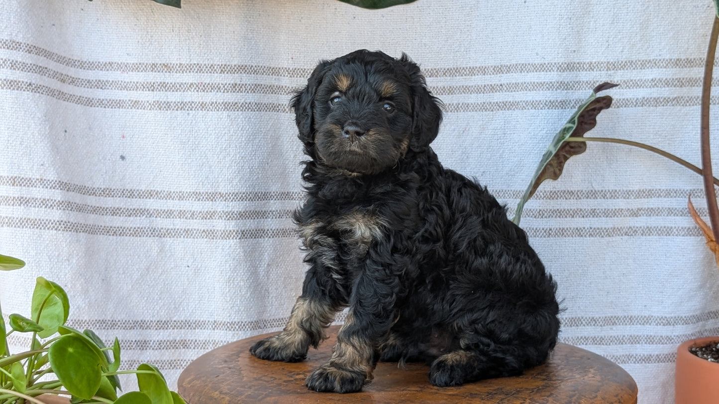 CAVAPOO (MAY 23) MALES