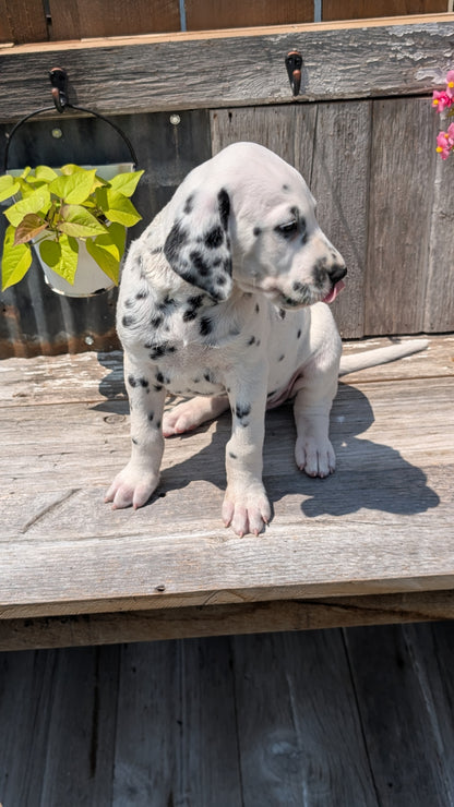 DALMATIAN (06/09) MALE