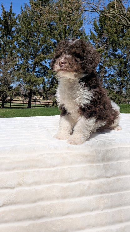 MINI BERNEDOODLE (02/09) MALE