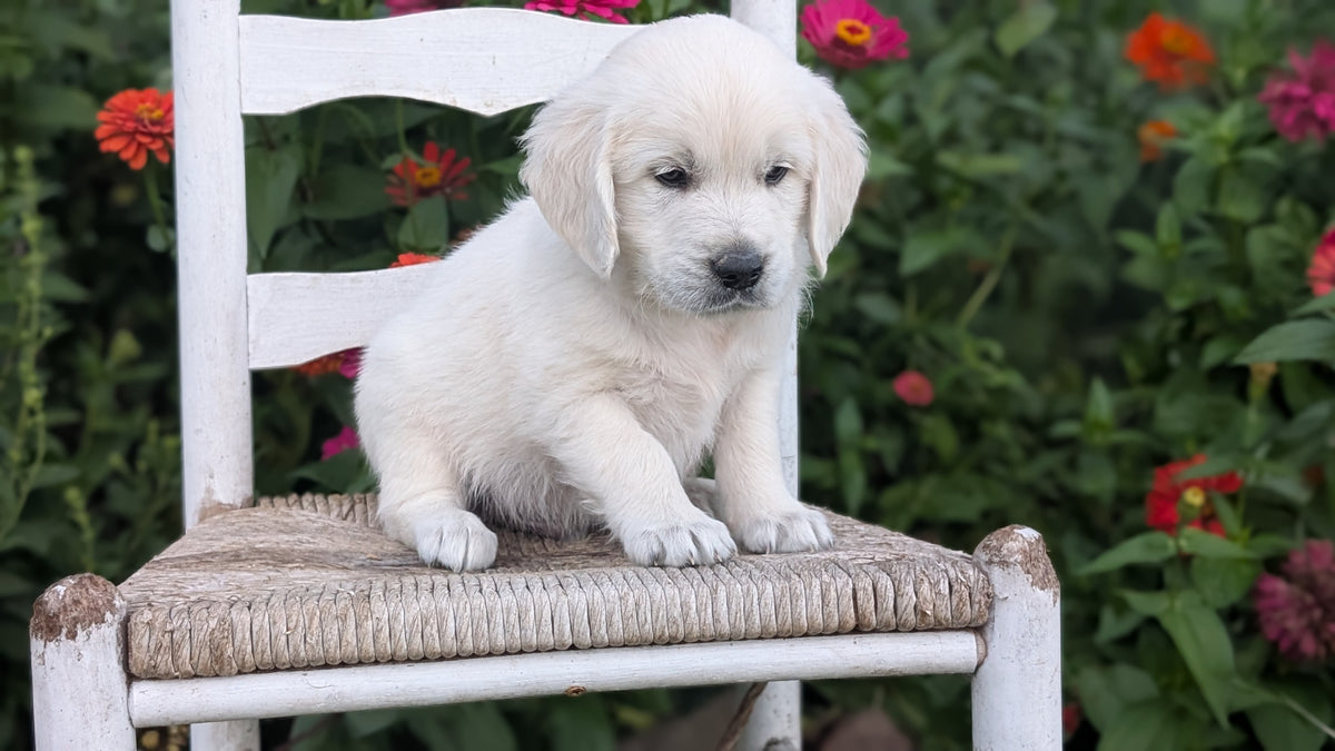 ENGLISH CREAM RETRIEVER (AUG 19) 3 MALES/4 FEMALES