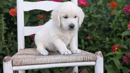 ENGLISH CREAM RETRIEVER (AUG 19) 3 MALES/4 FEMALES
