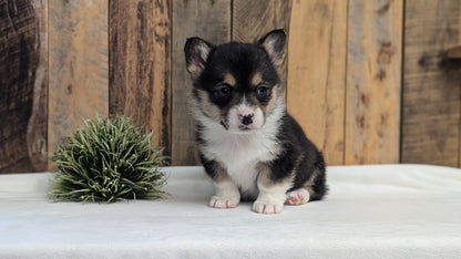 CORGI (JAN 09) MALES