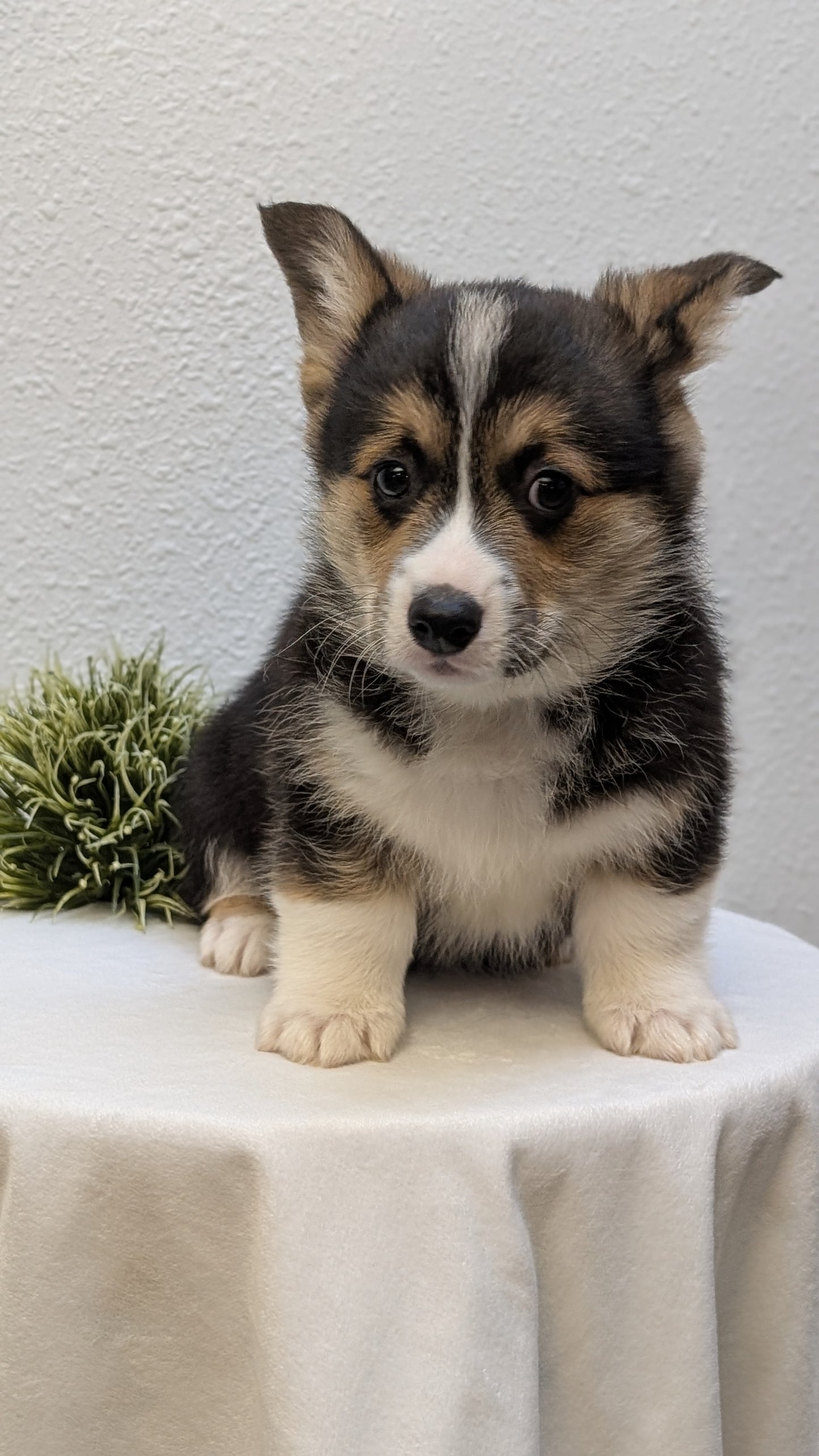 CORGI (JAN 05) MALES