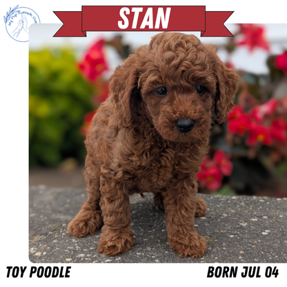 TOY POODLE (07/04) MALE