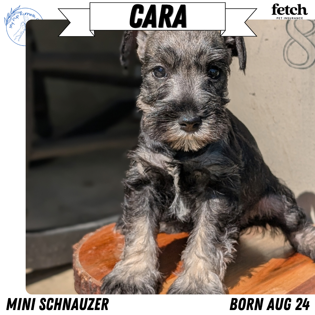 MINI SCHNAUZER (AUG 24) 8 FEMALES