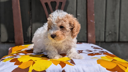 MINI POODLE (JUN 21) 4 MALES