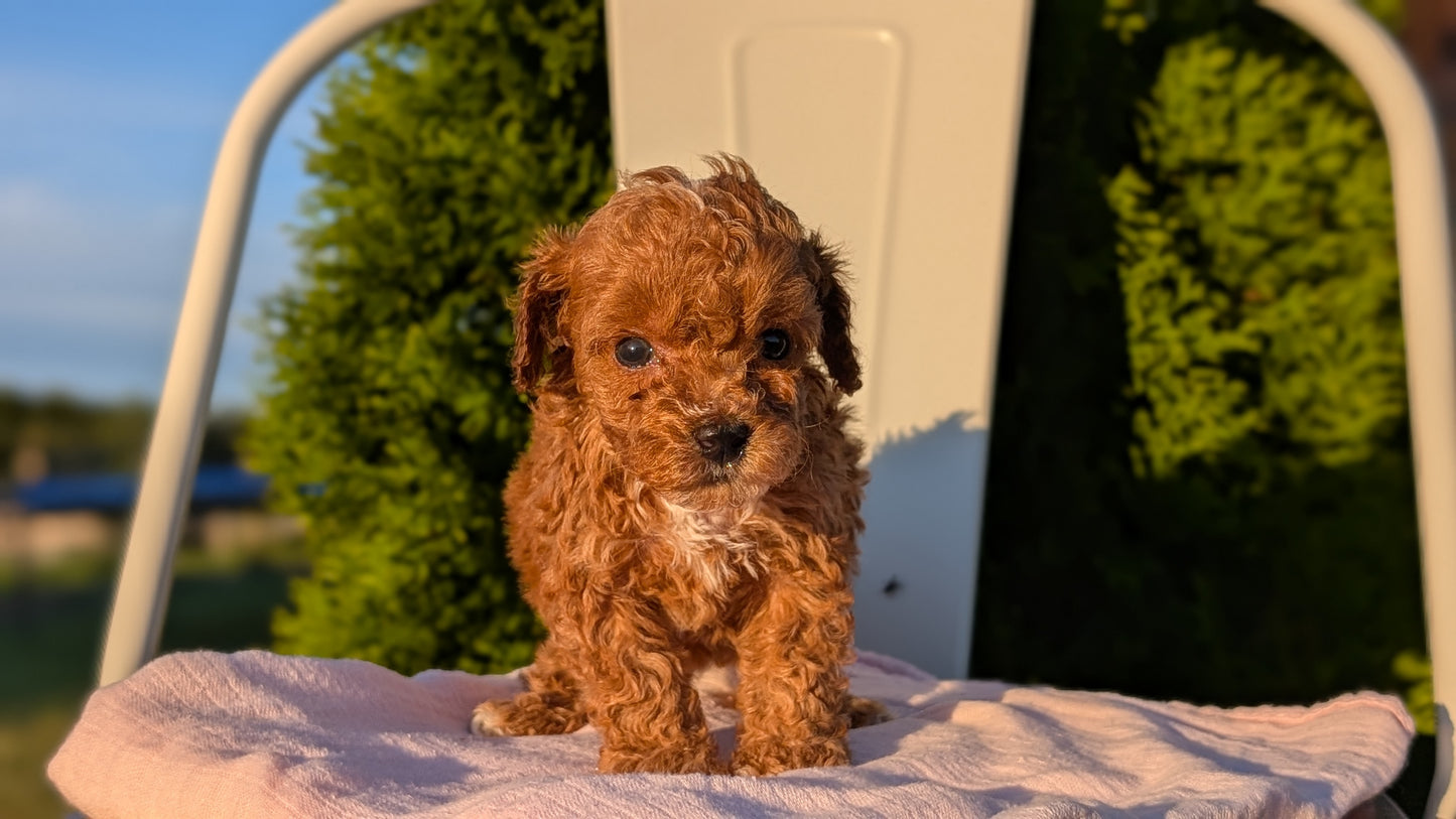 MINI POODLE (MAY 12) FEMALES
