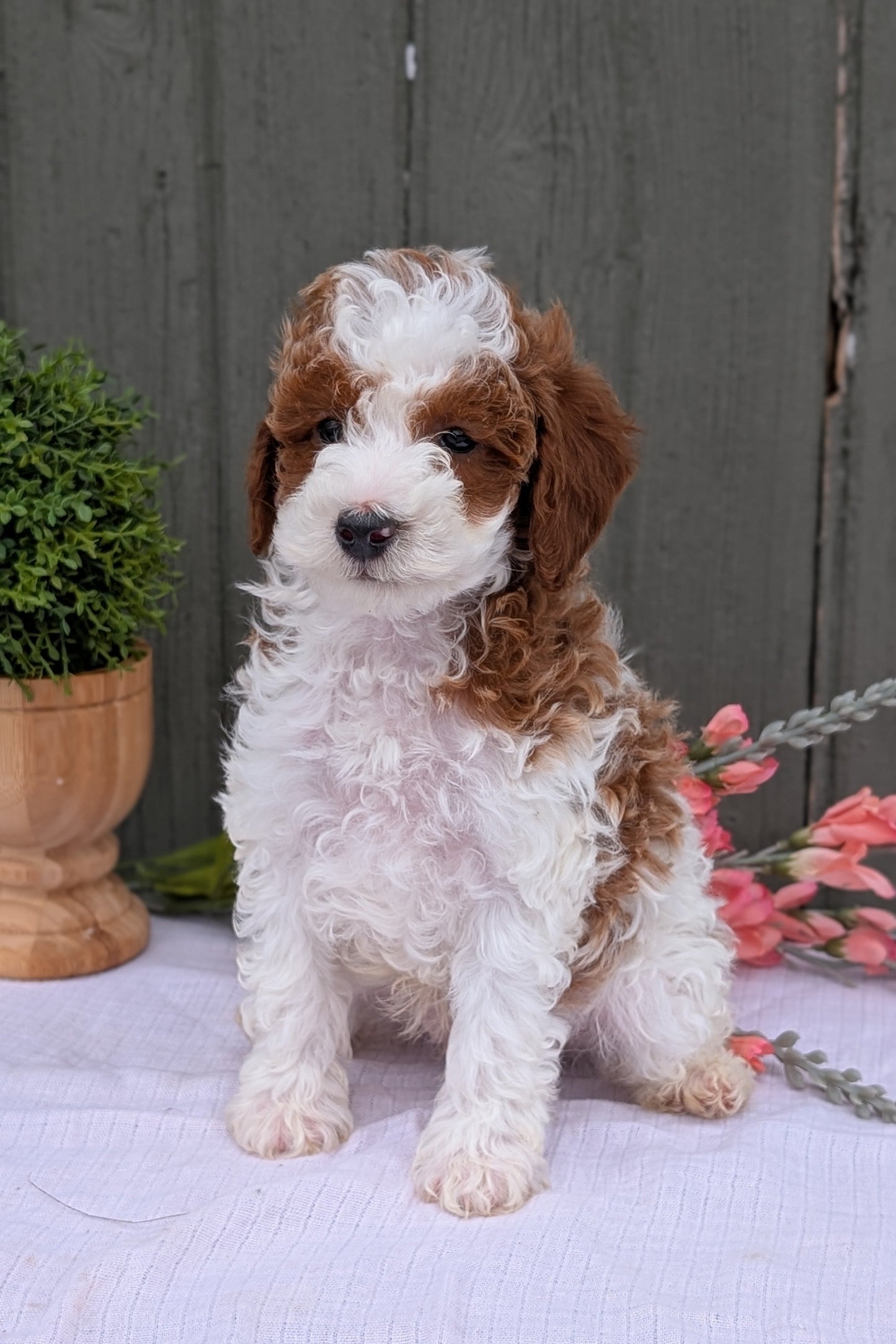 MINI POODLE (MAY 08) MALES