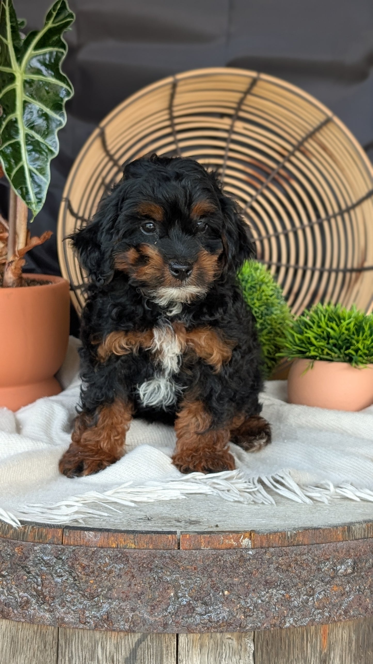 COCKAPOO (MAY 22) FEMALES
