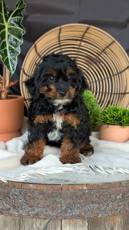 COCKAPOO (MAY 22) FEMALES