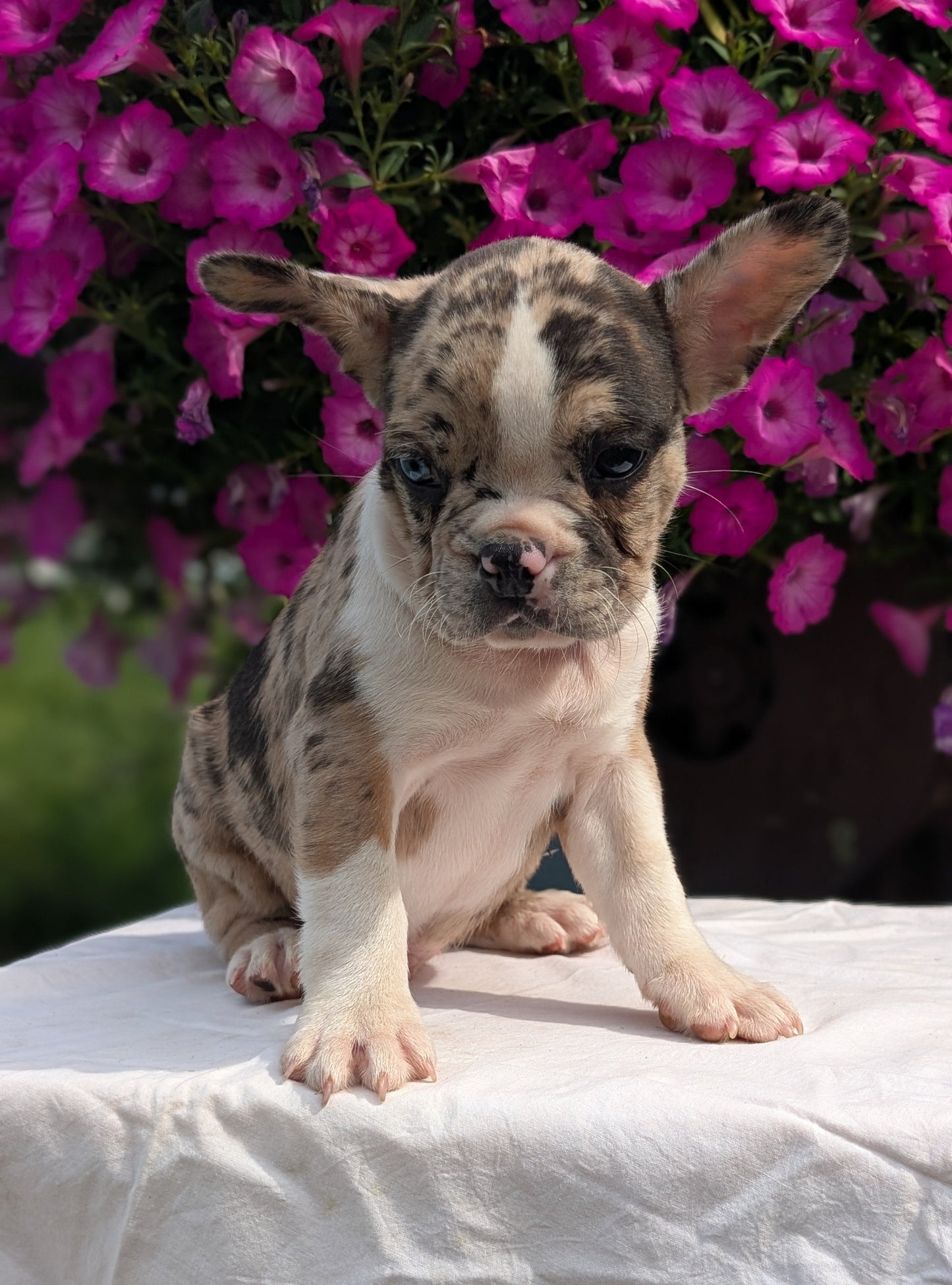 FRENCHTON (06/25) MALE